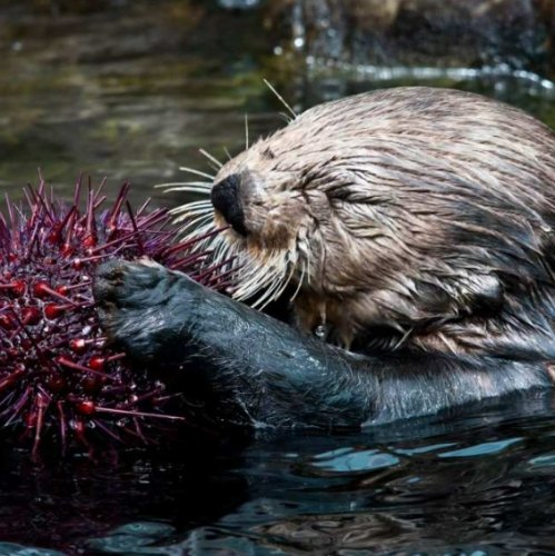 溫哥華水族館門票