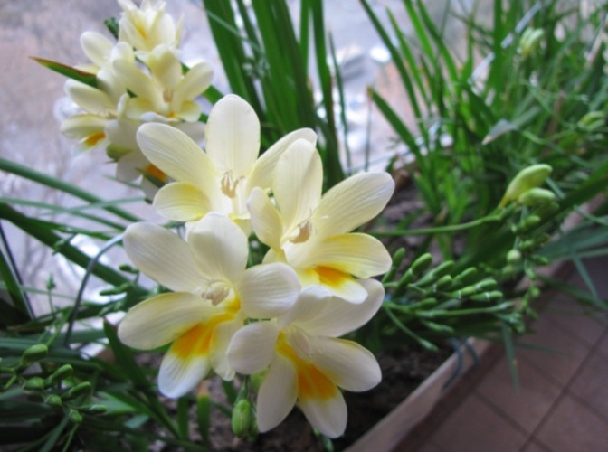 小蒼蘭種植方法