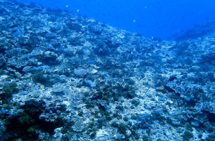 蘭嶼潛水季節