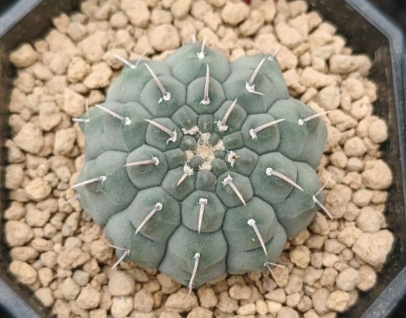 仙人掌球繁殖方法