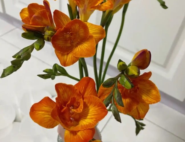 小蒼蘭種植注意事項