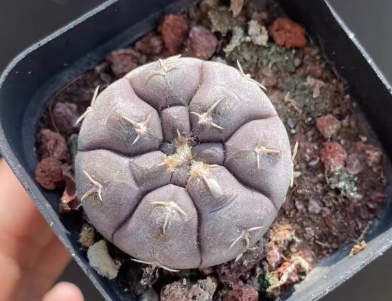 仙人掌球繁殖方法