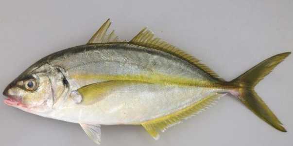 竹莢魚料理