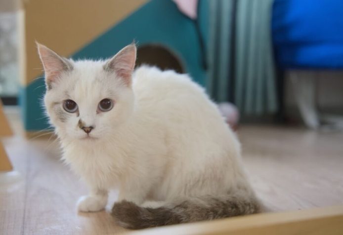 曼赤肯貓飼養
