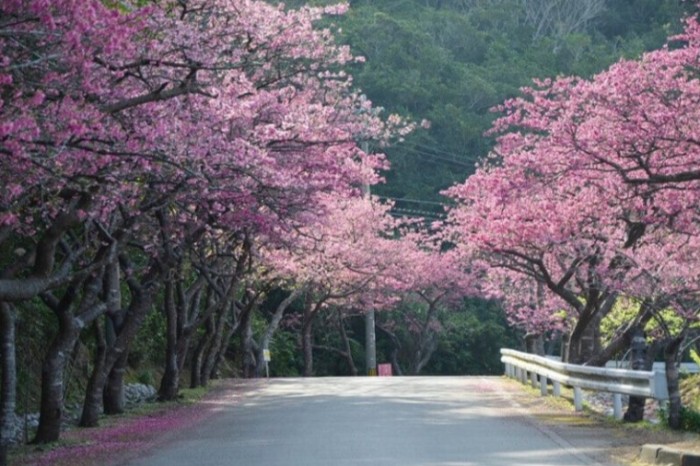 沖繩櫻花