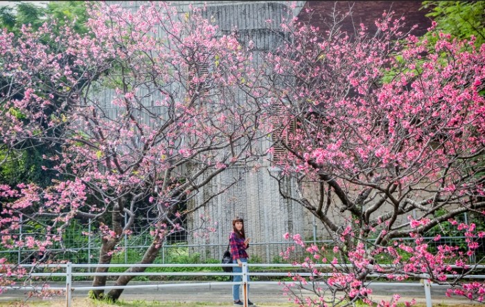 沖繩櫻花