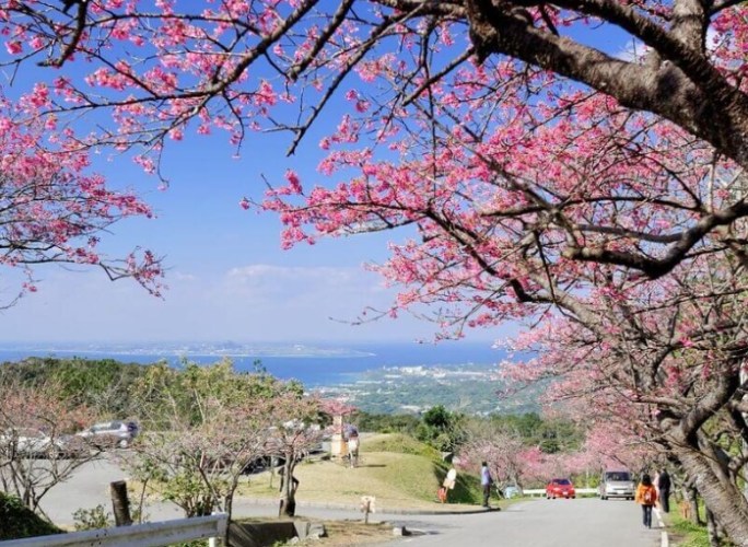 沖繩櫻花