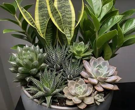 不用日照的多肉植物