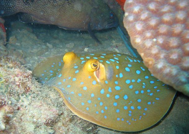 魟魚